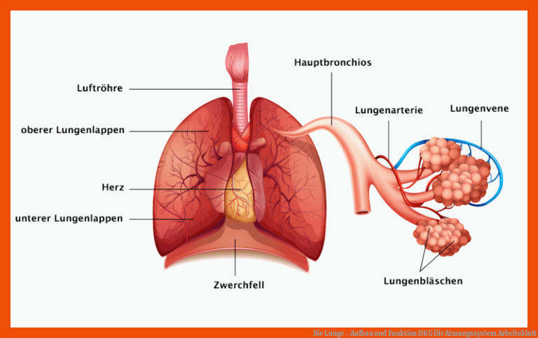 Die Lunge - Aufbau und Funktion | DKG für atmungssystem arbeitsblatt