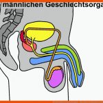 Die MÃ¤nnlichen Geschlechtsorgane - Arbeitsblatt Fuer Männliche Geschlechtsorgane Arbeitsblatt