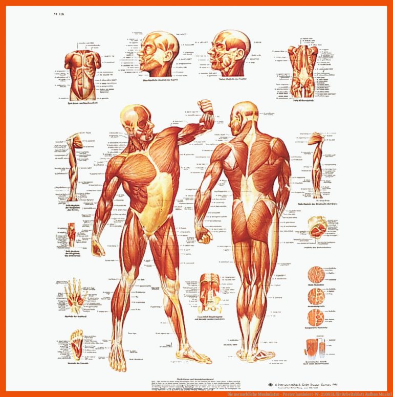 Die Menschliche Muskulatur - Poster Laminiert-w-21083l Fuer Arbeitsblatt Aufbau Muskel
