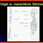 Die Menschliche Stimme - Ppt Video Online Herunterladen Fuer Die Menschliche Stimme Arbeitsblätter