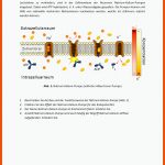 Die Natrium-kalium-pumpe - Sst/sol Biologie Q Die Natrium-kalium ... Fuer Ruhepotential Arbeitsblatt
