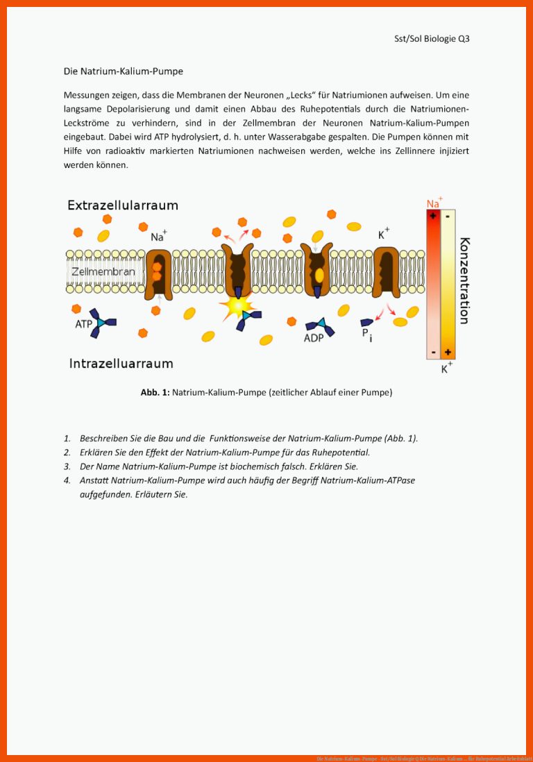 Die Natrium-Kalium-Pumpe - Sst/Sol Biologie Q Die Natrium-Kalium ... für ruhepotential arbeitsblatt