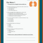 Die Niere Fuer Arbeitsblätter Anatomie Pdf