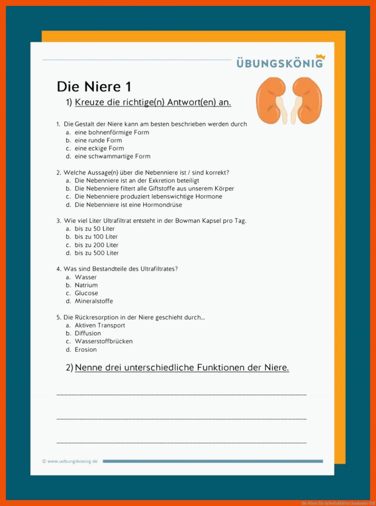 Die Niere für arbeitsblätter anatomie pdf