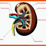 Die Niere Fuer Beschriftung Aufbau Der Wirbelsäule Arbeitsblatt