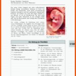 Die Schwangerschaft Und Entwicklung Beim Kind Raabits Online Fuer Phasen Der Geburt Arbeitsblatt