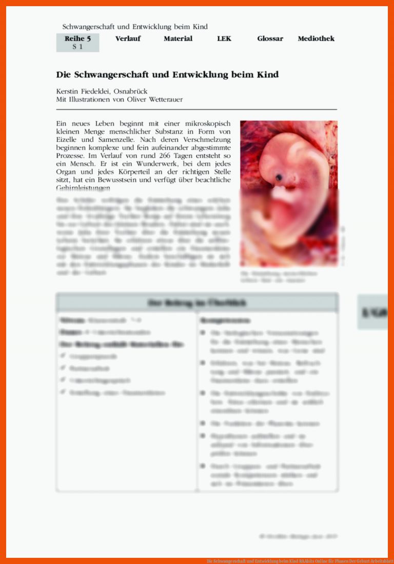Die Schwangerschaft und Entwicklung beim Kind | RAAbits Online für phasen der geburt arbeitsblatt