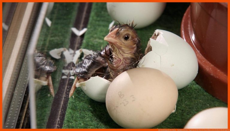 Die Sendung mit der Maus - Sachgeschichte: Vogel im Ei für vom ei zum küken arbeitsblatt kindergarten