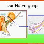 Die Sinnesorgane Des Menschen - Ppt Herunterladen Fuer Hörvorgang Arbeitsblatt