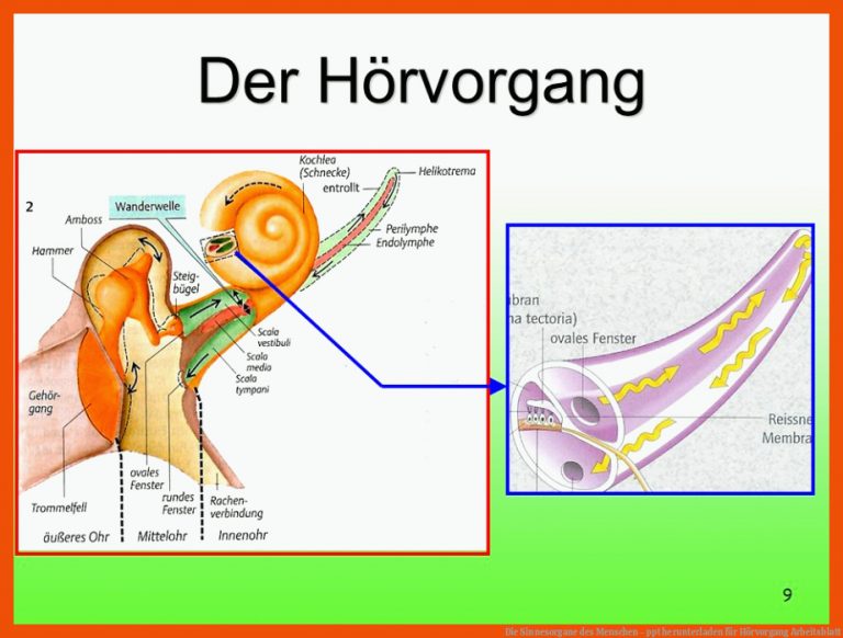 Die Sinnesorgane des Menschen - ppt herunterladen für hörvorgang arbeitsblatt