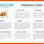 Die Spinne - Materialguru Fuer Insekten Arbeitsblatt Pdf