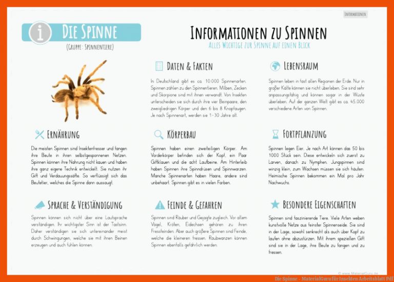 Die Spinne - MaterialGuru für insekten arbeitsblatt pdf