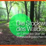 Die Stockwerke Des Waldes - Einleitung Fuer Stockwerke Des Waldes Arbeitsblatt Klett