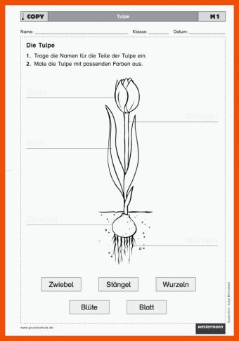 Tulpe Aufbau Arbeitsblatt