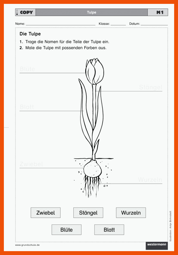 Die Tulpe - Drei differenzierte ArbeitsblÃ¤tter â Westermann für tulpe aufbau arbeitsblatt