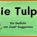 Die Tulpe - Ein Gedicht Von Josef Guggenmos Fuer Die Tulpe Guggenmos Arbeitsblätter