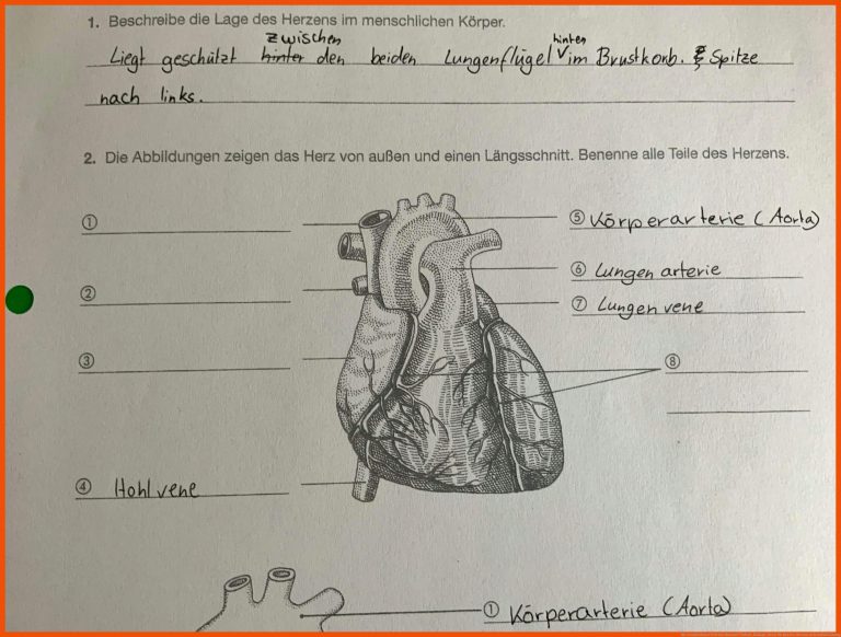 Die verschiedenen Teile des Herzens? (Schule, Biologie, Herz) für bau des herzens arbeitsblatt lösung