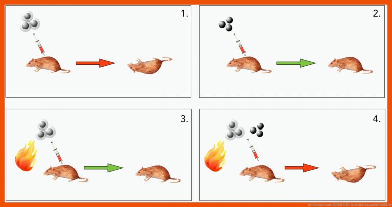 Die Versuche von GRIFFITH für frederick maus arbeitsblätter