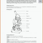 Die Welt Des Kleinen Fuer Mikroskop Aufbau Und Funktion Arbeitsblatt