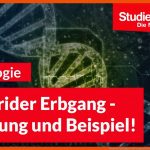 Dihybrider Erbgang: ErklÃ¤rung Und Beispiel - Studienkreis.de Fuer Dihybrider Erbgang Arbeitsblatt