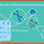 Dna Aufbau Â· Chromosomen, Nukleotid, Dna Doppelhelix Â· [mit Video] Fuer Aufbau Eines Chromosoms Arbeitsblatt