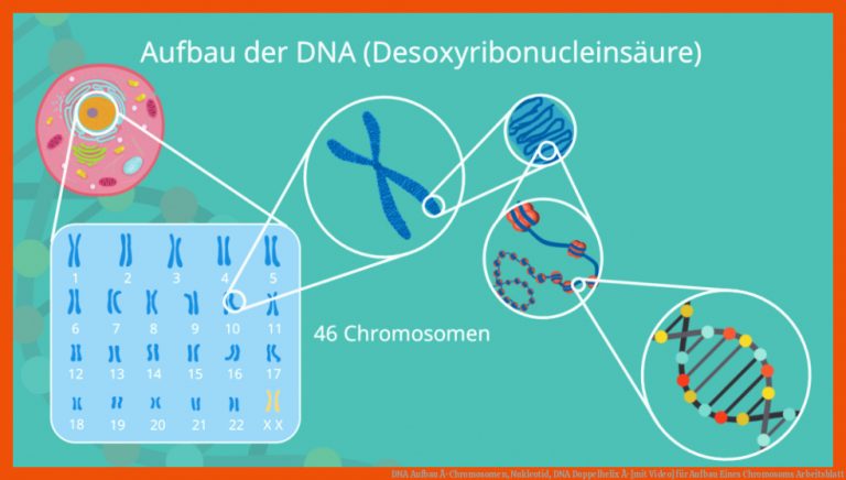 DNA Aufbau Â· Chromosomen, Nukleotid, DNA Doppelhelix Â· [mit Video] für aufbau eines chromosoms arbeitsblatt
