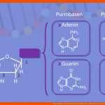 Dna Aufbau Â· Chromosomen, Nukleotid, Dna Doppelhelix Â· [mit Video] Fuer Bausteine Der Dna Arbeitsblatt