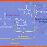 Dna Aufbau Â· Chromosomen, Nukleotid, Dna Doppelhelix Â· [mit Video] Fuer Bausteine Der Dna Arbeitsblatt