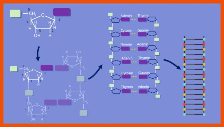 DNA Aufbau Â· Chromosomen, Nukleotid, DNA Doppelhelix Â· [mit Video] für bausteine der dna arbeitsblatt