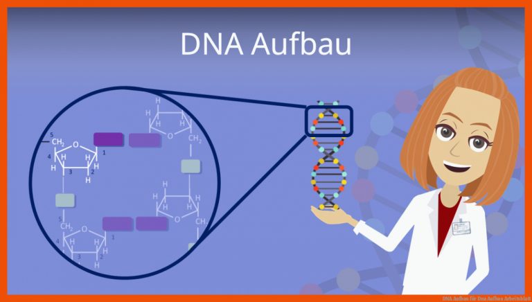 DNA Aufbau für dna aufbau arbeitsblatt