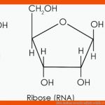 Dna Aufbau VerstÃ¤ndlich ErklÃ¤rt - Studyhelp Online-lernen Fuer Bausteine Der Dna Arbeitsblatt