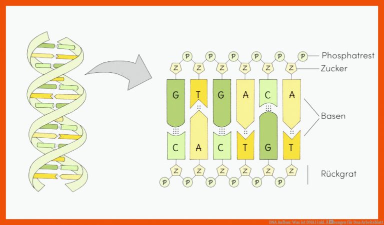 DNA Aufbau: Was ist DNA I inkl. Ãbungen für dna arbeitsblatt