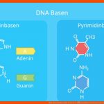 Dna (desoxyribonukleinsÃ¤ure) â¢ Funktion Und Sequenzierung Â· [mit ... Fuer Bausteine Der Dna Arbeitsblatt