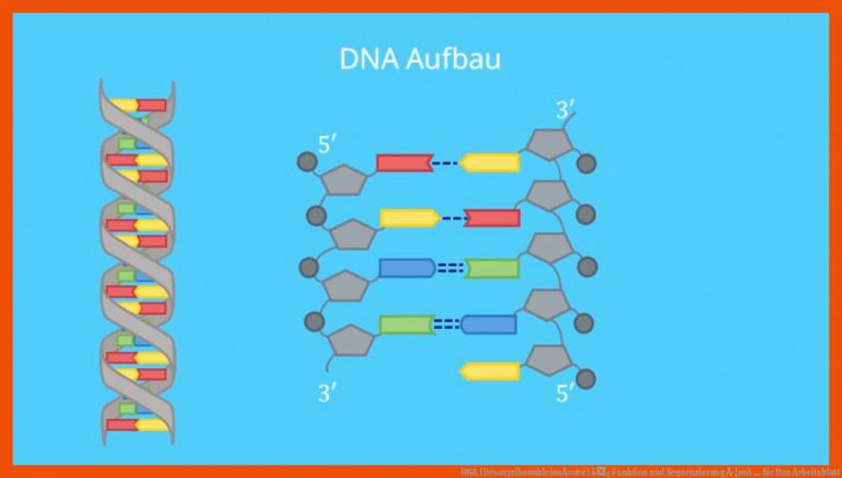 DNA (DesoxyribonukleinsÃ¤ure) â¢ Funktion und Sequenzierung Â· [mit ... für dna arbeitsblatt