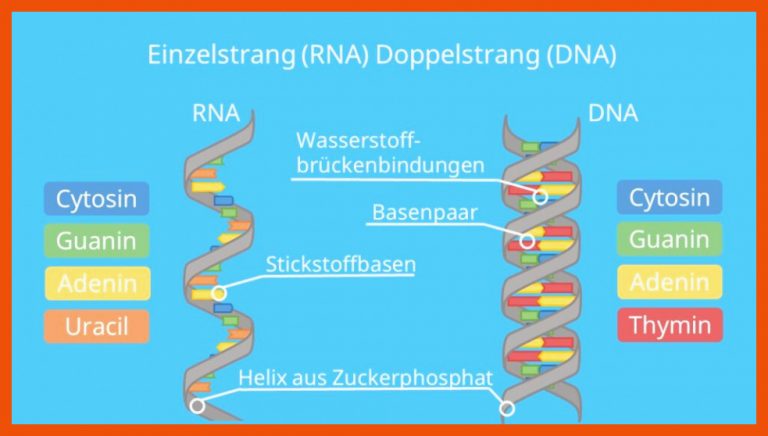 DNA (DesoxyribonukleinsÃ¤ure) â¢ Funktion und Sequenzierung Â· [mit ... für dna aufbau arbeitsblatt