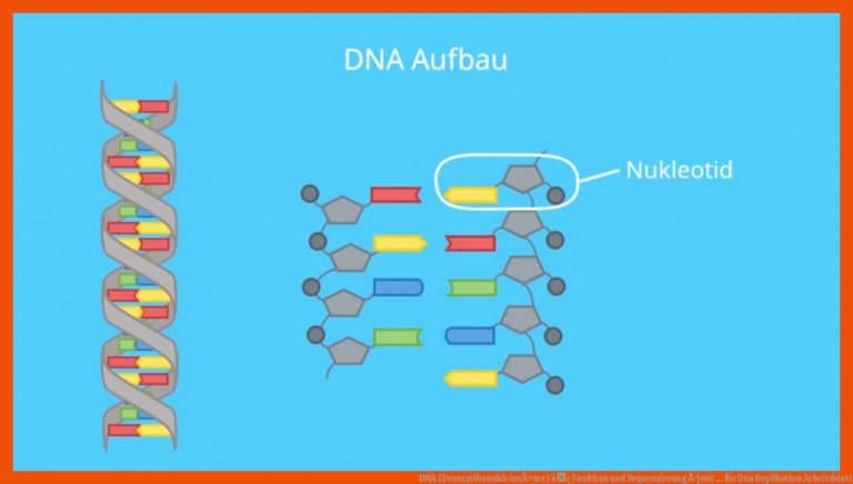 DNA (DesoxyribonukleinsÃ¤ure) â¢ Funktion und Sequenzierung Â· [mit ... für dna replikation arbeitsblatt