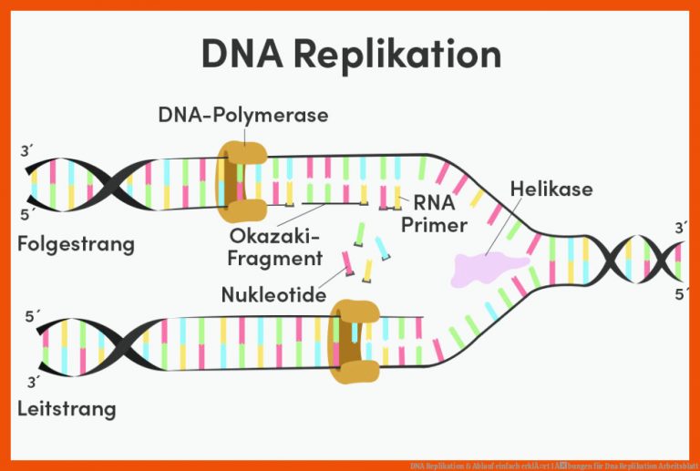 DNA Replikation & Ablauf einfach erklÃ¤rt I Ãbungen für dna replikation arbeitsblatt