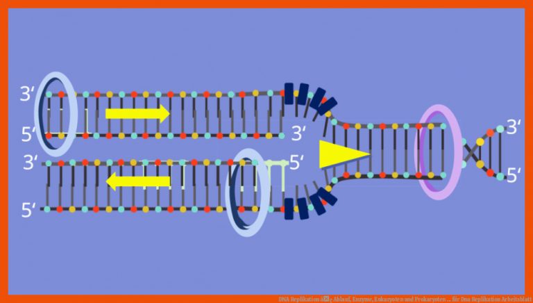 DNA Replikation â¢ Ablauf, Enzyme, Eukaryoten und Prokaryoten ... für dna replikation arbeitsblatt