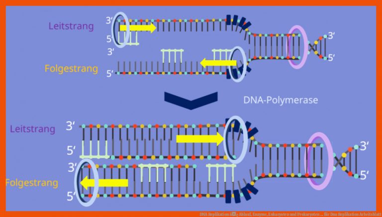 DNA Replikation â¢ Ablauf, Enzyme, Eukaryoten und Prokaryoten ... für dna replikation arbeitsblatt