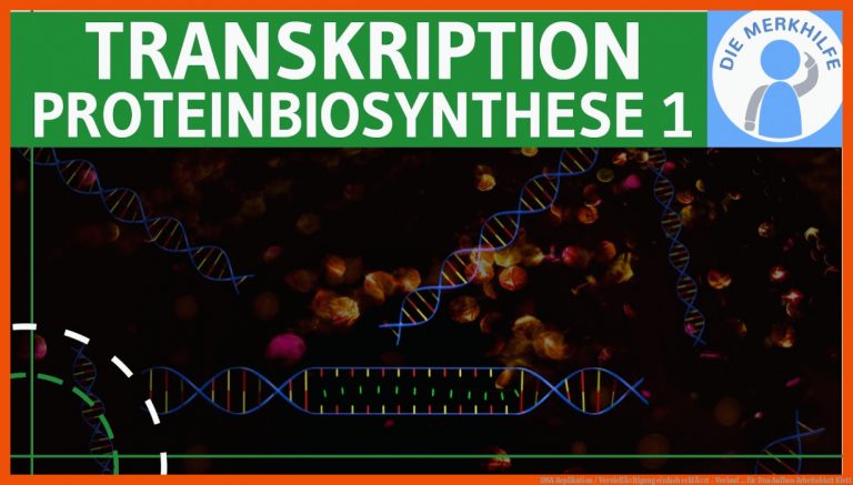 DNA Replikation / VervielfÃ¤ltigung einfach erklÃ¤rt - Verlauf ... für dna aufbau arbeitsblatt klett