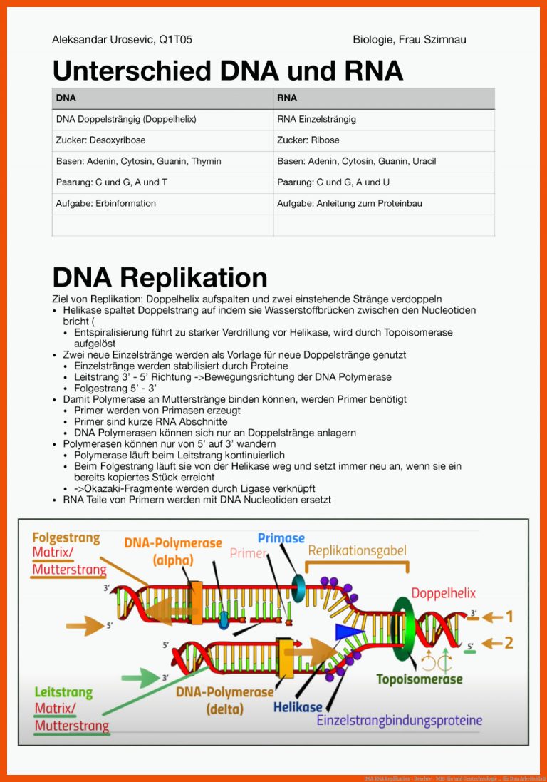 DNA RNA Replikation - Beschre - M16 Bio und Gentechnologie ... für dna arbeitsblatt