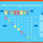 Dna Sequenzierung â¢ Prinzip, Verfahren Und Anwendung Â· [mit Video] Fuer Gelelektrophorese Arbeitsblatt