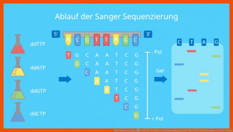 DNA Sequenzierung â¢ Prinzip, Verfahren und Anwendung Â· [mit Video] für gelelektrophorese arbeitsblatt