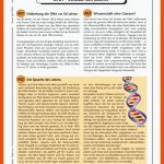 Dna - Struktur Des Lebens - - Ein Arbeitsblatt Zur Entdeckung Der ... Fuer Dna Arbeitsblatt