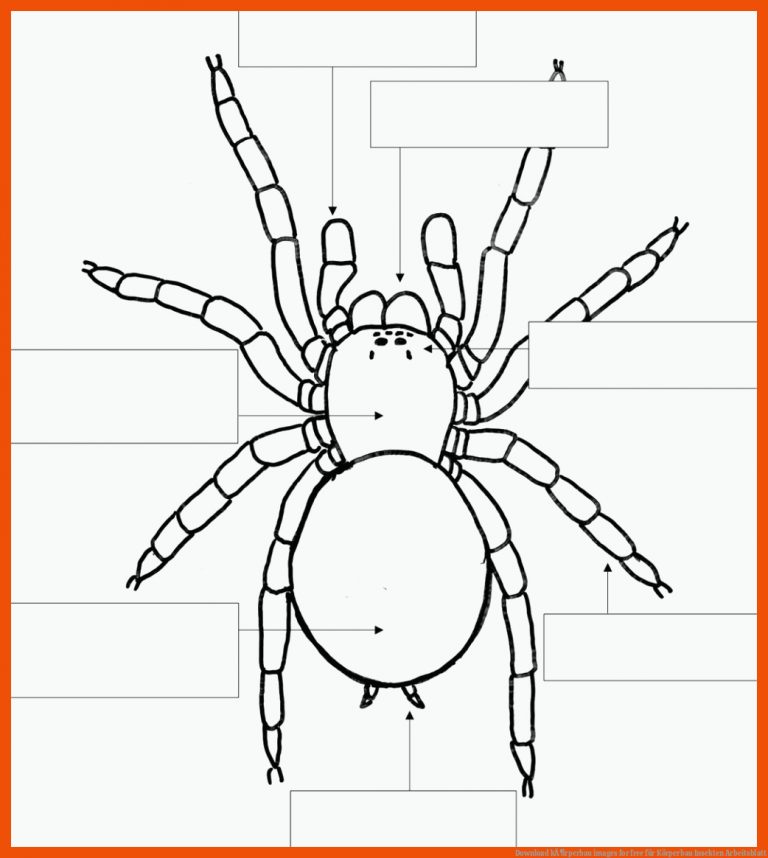 Download kÃ¶rperbau images for free für körperbau insekten arbeitsblatt