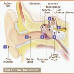 Downloads - Biomaterial-online.de Fuer Aufbau Des Ohres Arbeitsblatt