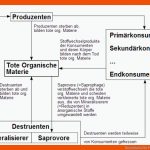 Downloads Fuer Primäre Und Sekundäre Geschlechtsmerkmale Arbeitsblatt