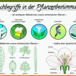 Downloads / Herunterladbare Inhalte â Blumen Und Natur Fuer Aufbau Einer Blüte Arbeitsblatt