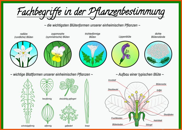 Downloads / Herunterladbare Inhalte â Blumen Und Natur Fuer Aufbau Einer Blüte Arbeitsblatt