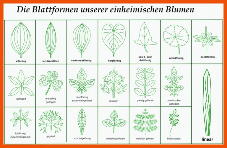 Downloads / Herunterladbare Inhalte â Blumen Und Natur Fuer Laubbäume Blätter Bestimmen Arbeitsblatt
